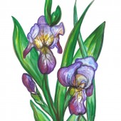 Peinture d'Eliora Bousquet intitulée : Iris 2