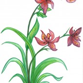 Peinture d'Eliora Bousquet intitulée : Orchidées 4